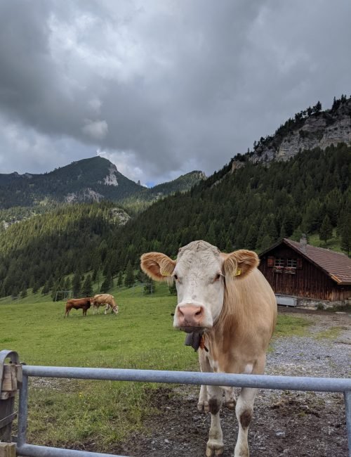 a cow in a mountainous region looking directly at the camera